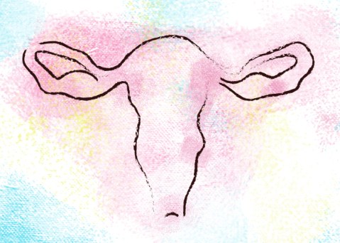 uterus