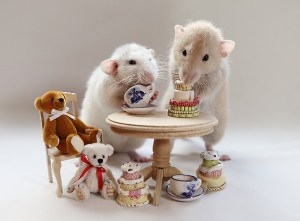 Mindfulness for weight loss