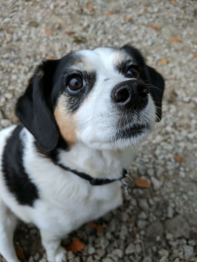 What Power Do Pets Have On Our Mental Well-Being?