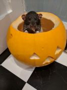 What Power Do Pets Have On Our Mental Well-Being?