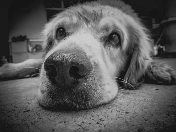 grayscale photo of golden retriever
